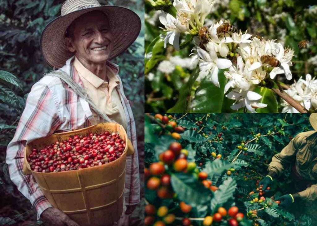 coffee tree with flowers, man plucking coffee cherries, and a man holding coffee fruit in basket