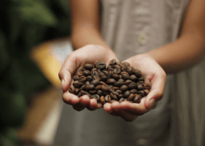 hand full of coffee beans raising curiosity"can you eat coffee beans".