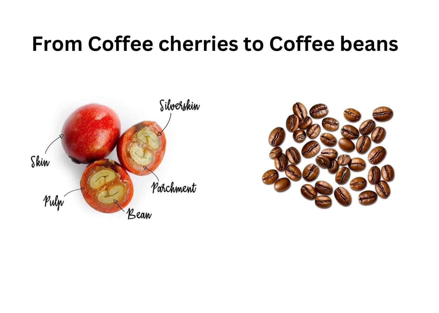 Coffee cherries and roasted coffee beans amid what are coffee beans