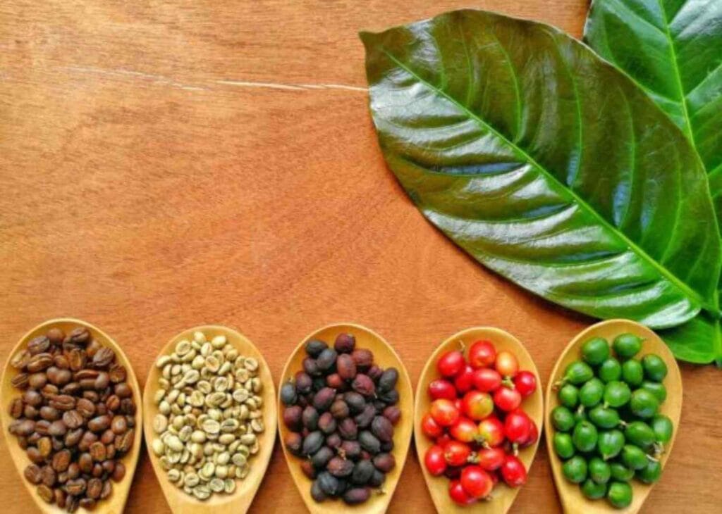 different types of coffee beans in wooden spoons