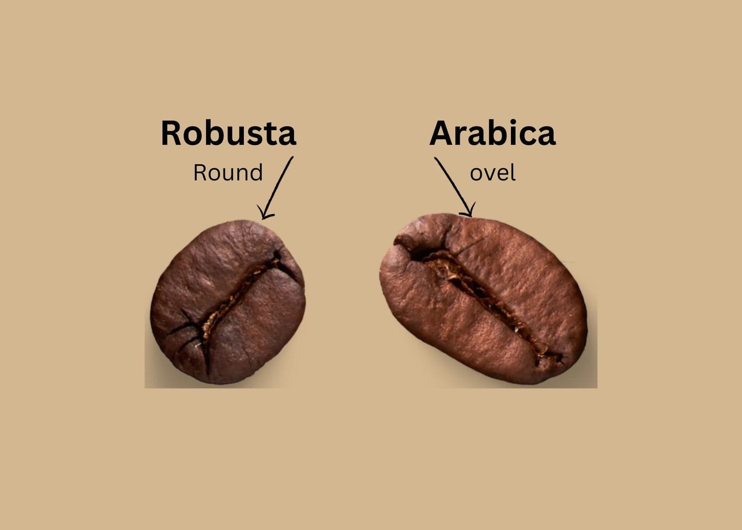 size difference between Arabica coffee beans and Robusta coffee beans 