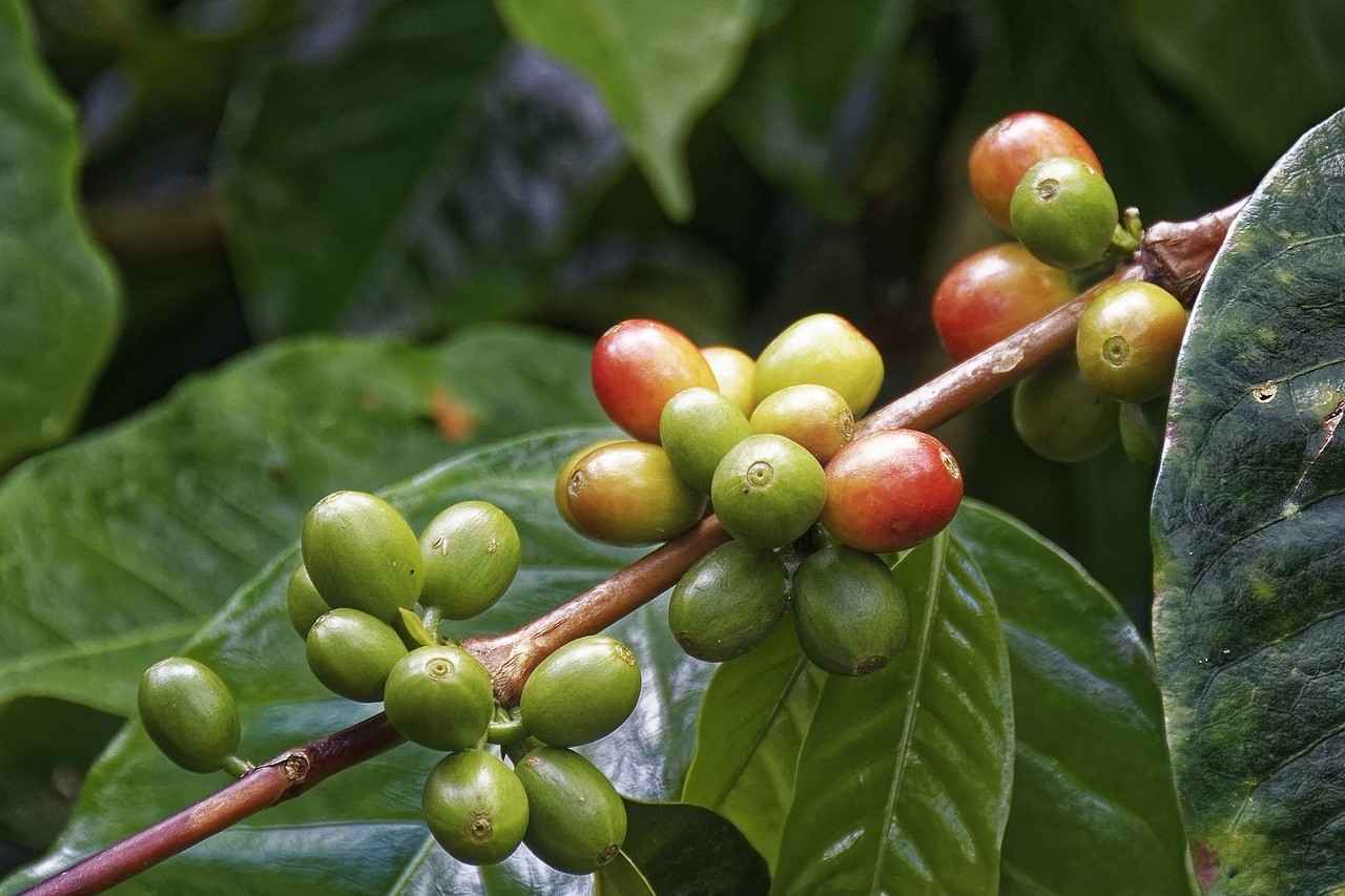 Coffea Plant with green and red coffee fruit