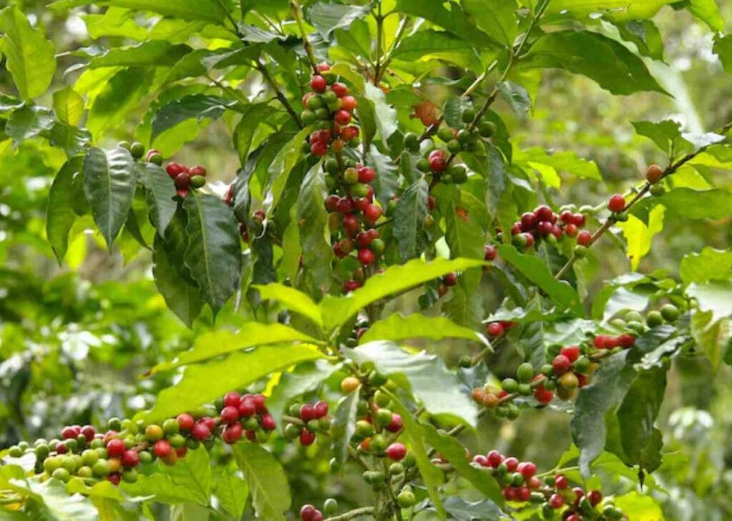 lush green coffe plant with red coffee cherries