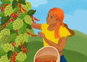 girl harvesting coffee beans illustrating how to grow your own coffee beans