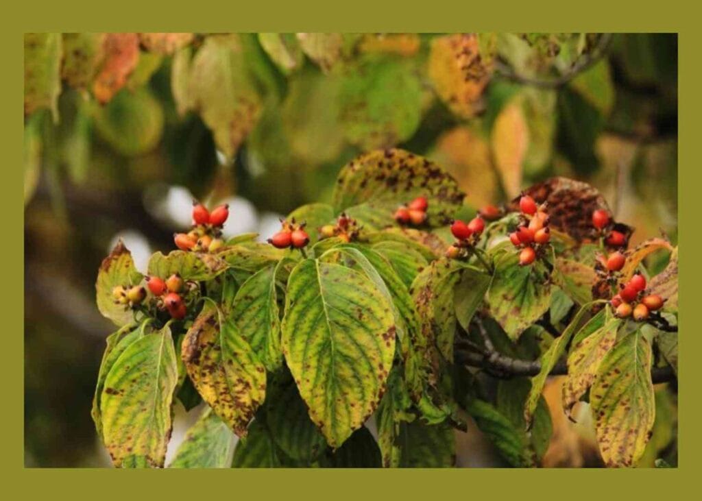 coffee plant with cherries and leaves displaying signs of disease due to pests or nutrient deficiencies.